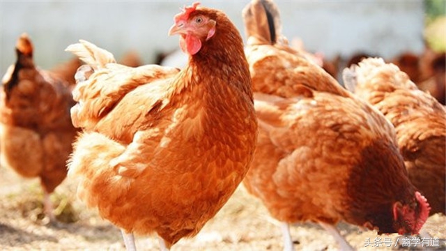养鸡肠道喂什么药最好,养鸡防治小知识
