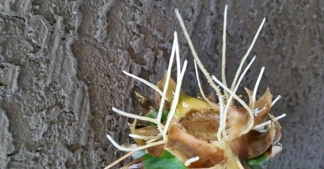 菠萝吃完怎么能种菠萝,菠萝头怎么才能长出新鲜的菠萝