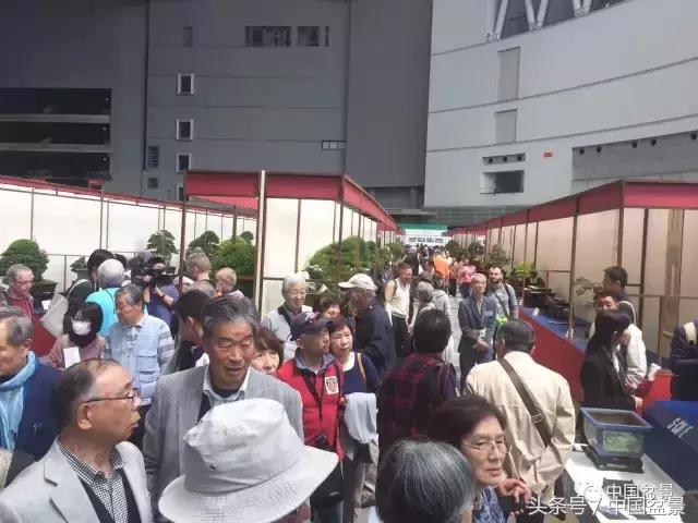 现在什么盆景最有前景,盆景创业未来前景如何