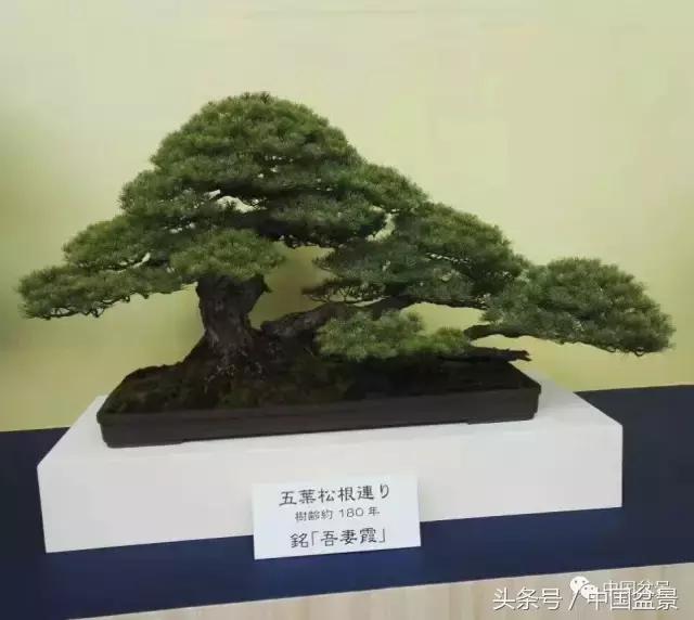 现在什么盆景最有前景,盆景创业未来前景如何