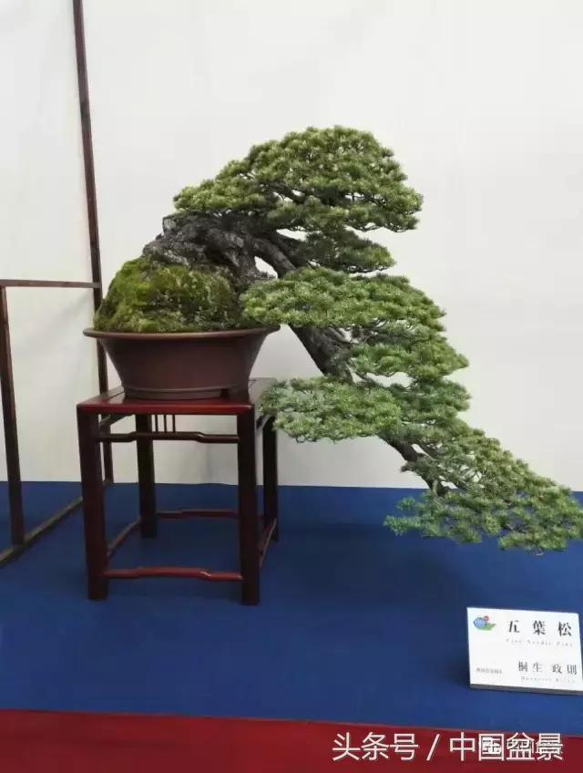 现在什么盆景最有前景,盆景创业未来前景如何