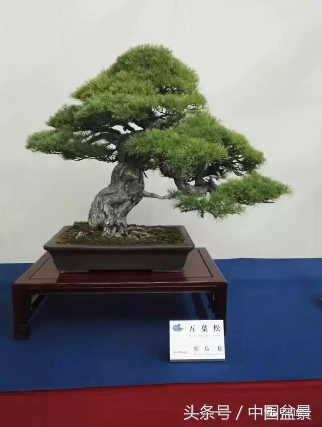 现在什么盆景最有前景,盆景创业未来前景如何