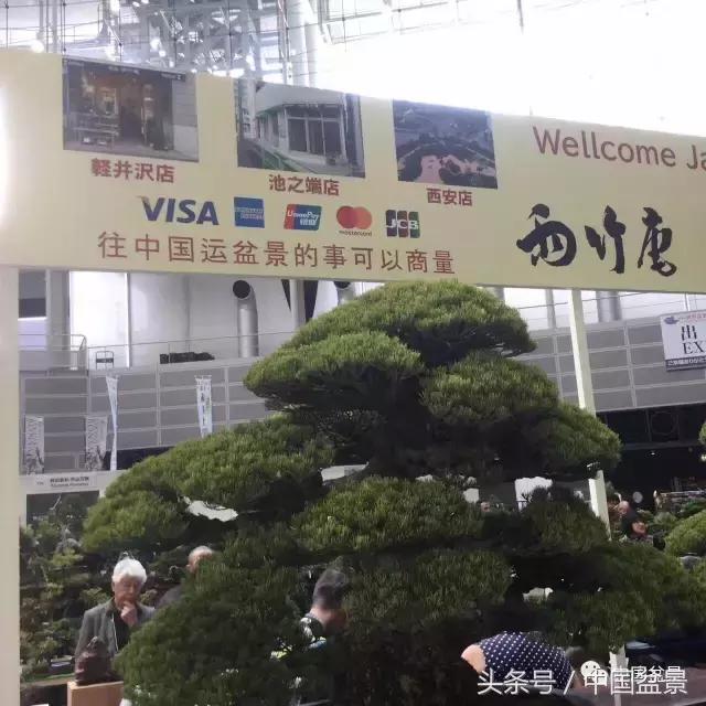 现在什么盆景最有前景,盆景创业未来前景如何