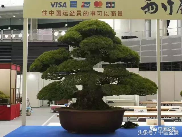 现在什么盆景最有前景,盆景创业未来前景如何