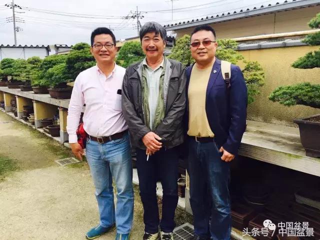 现在什么盆景最有前景,盆景创业未来前景如何