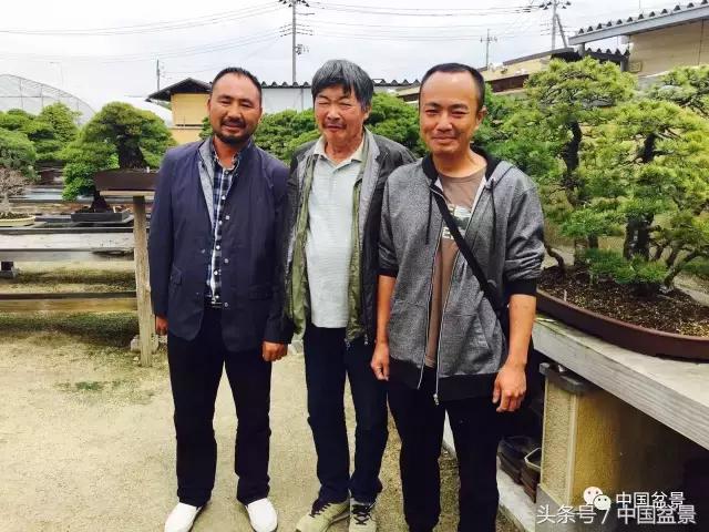 现在什么盆景最有前景,盆景创业未来前景如何