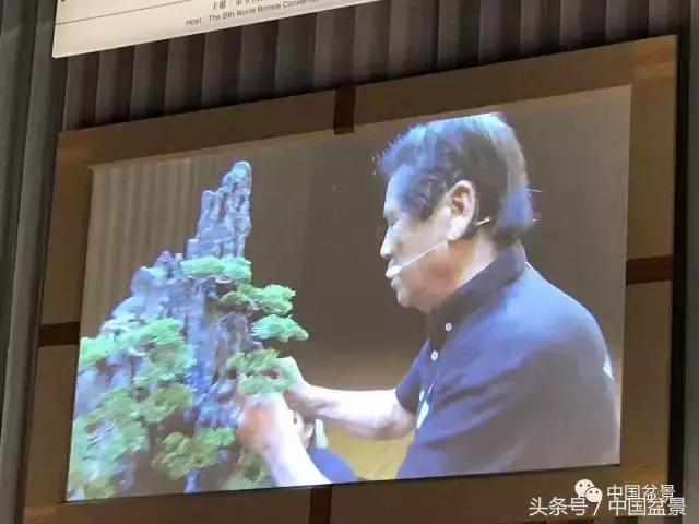现在什么盆景最有前景,盆景创业未来前景如何