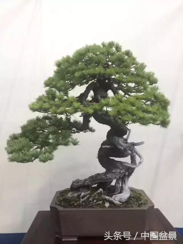 现在什么盆景最有前景,盆景创业未来前景如何