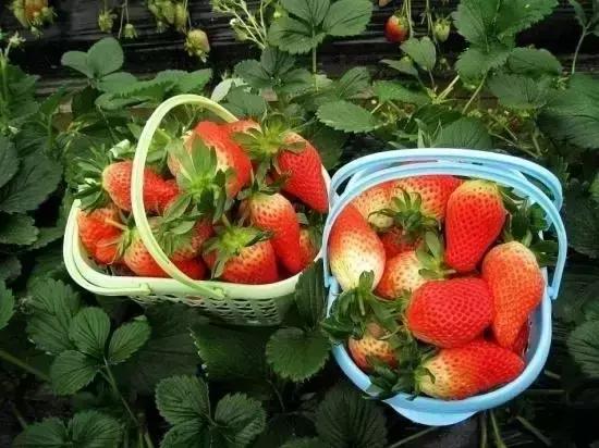 西安3月底周边赏花踏青一日游,武汉踏青自驾一日游推荐