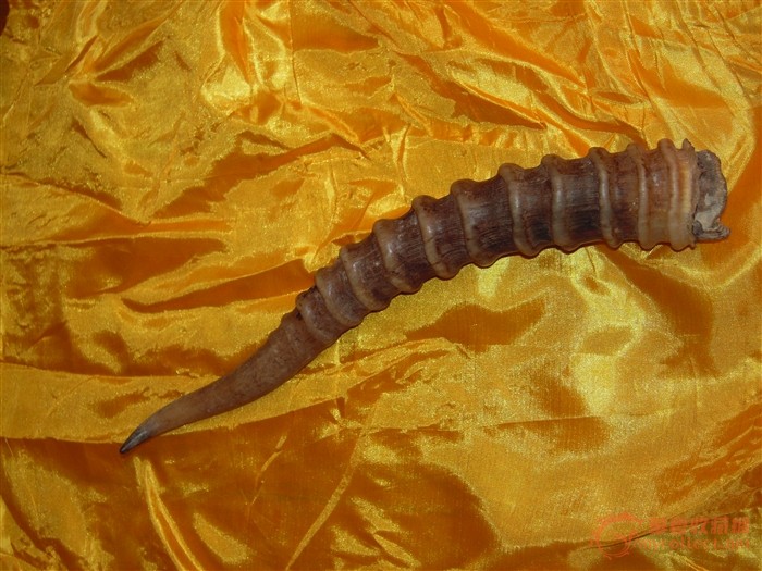 为什么现在市面没有羚羊角,现在市面上的羚羊角是真的吗