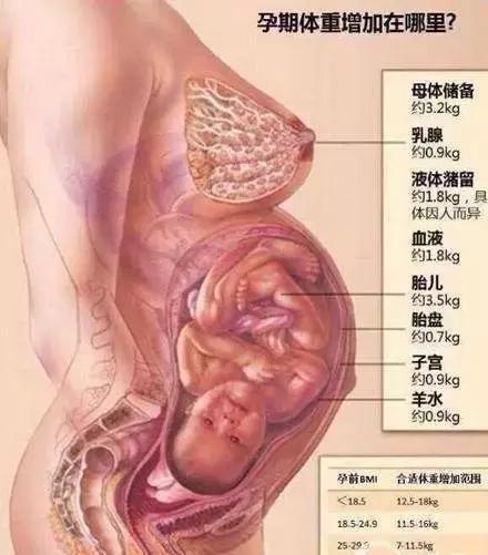 怀孕肉都长在哪里了,怀孕了一般长多少斤