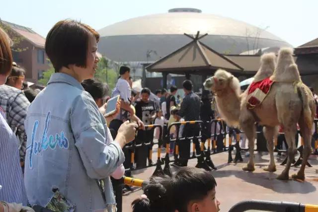 厦门灵玲国际马戏城大不大,五一厦门灵玲国际马戏