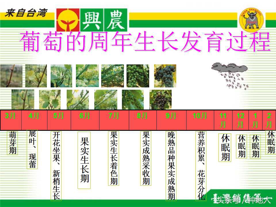 巨峰葡萄栽培技术全过程,巨峰葡萄种植管理技术