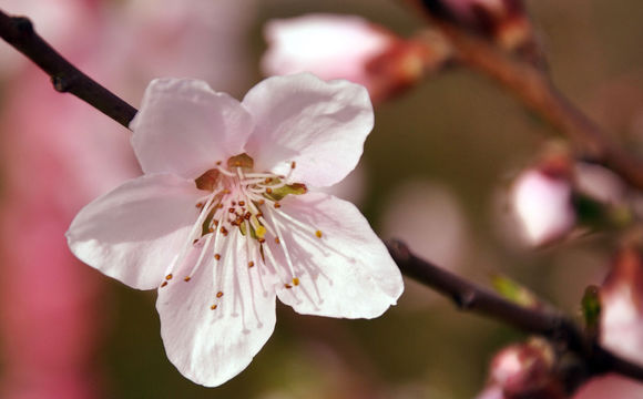 一花一世界一叶一菩提视频,一花一世界一叶一菩提一笑一尘缘