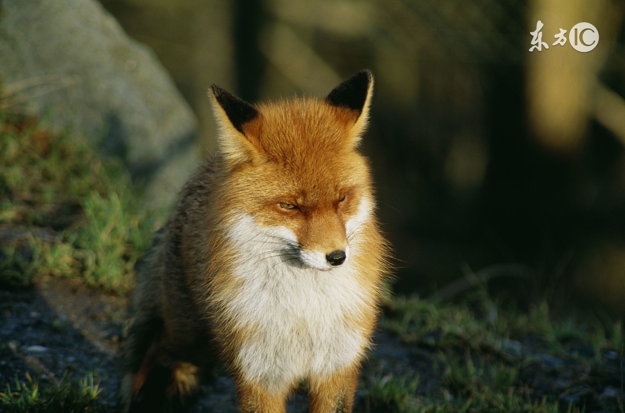 狐狸被猎人抓走的故事,小狐狸被猎人抓走的故事