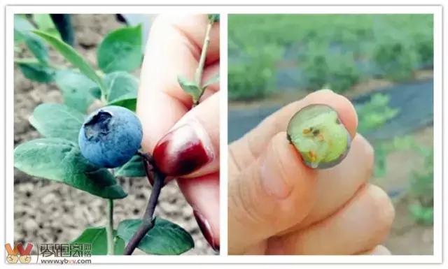 宜宾屏山蓝莓基地采摘园在哪,宜宾蓝莓采摘基地多久可以摘