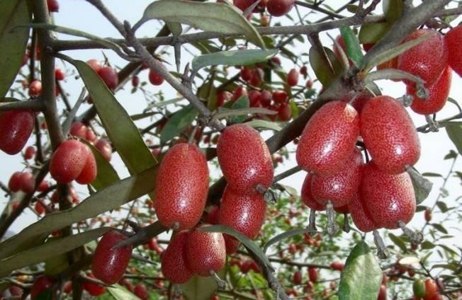 植物王国奇迹果,水果王国植物图鉴系列