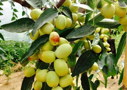 植物王国奇迹果,水果王国植物图鉴系列