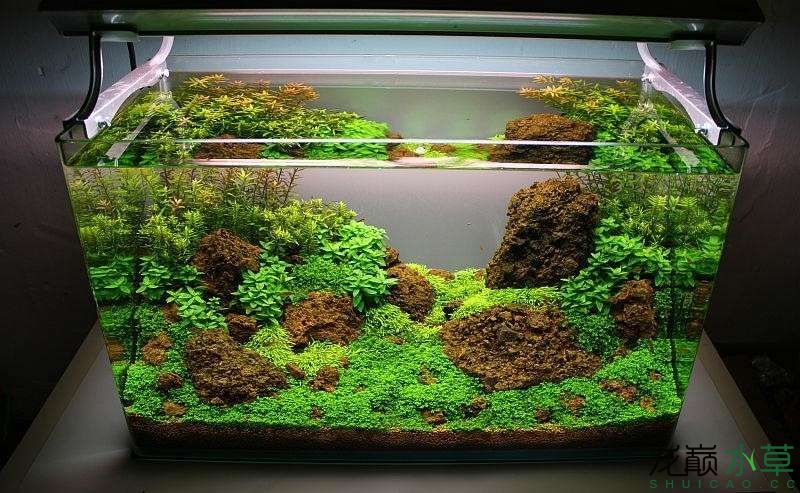 水草造景之我见-水草造景详细开缸教程及相关常见问题预防解答