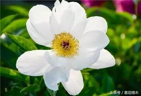 芍药名贵品种图片大全,芍药名贵品种紫袍金带