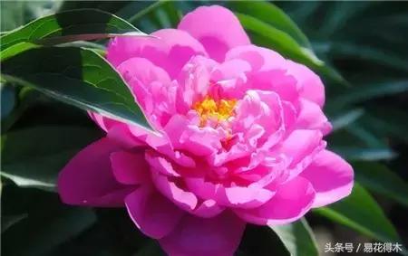 芍药名贵品种图片大全,芍药名贵品种紫袍金带