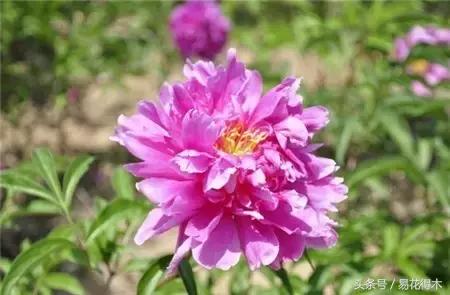 芍药名贵品种图片大全,芍药名贵品种紫袍金带