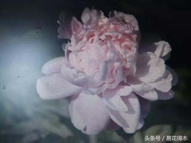 芍药名贵品种图片大全,芍药名贵品种紫袍金带