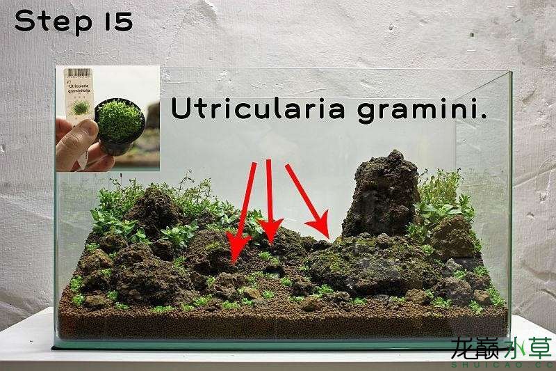 水草造景之我见-水草造景详细开缸教程及相关常见问题预防解答