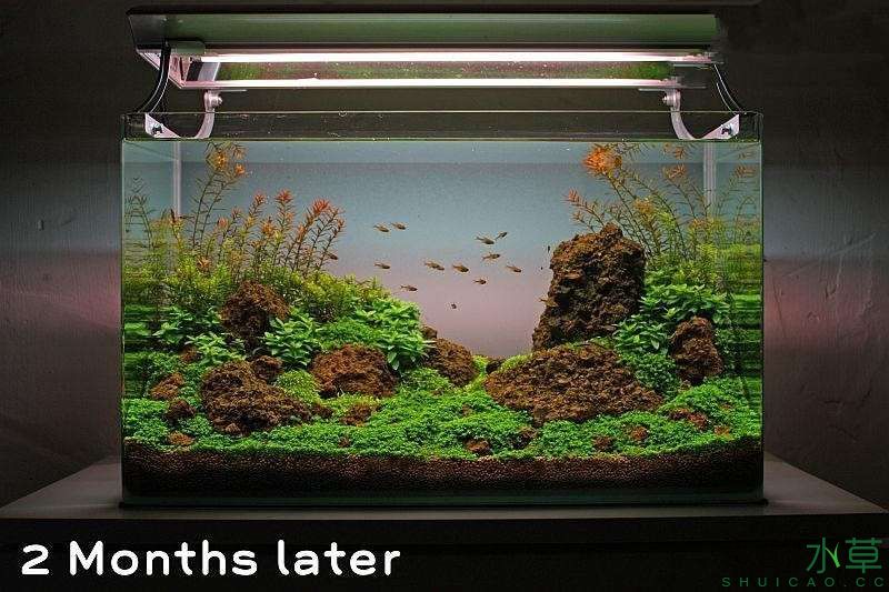 水草造景之我见-水草造景详细开缸教程及相关常见问题预防解答
