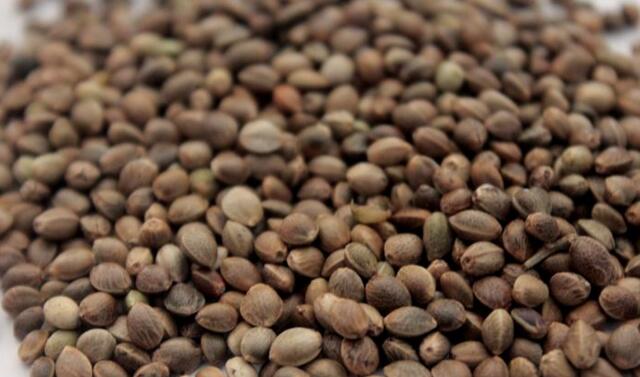 李时珍通便是真的吗,李时珍便秘的秘方