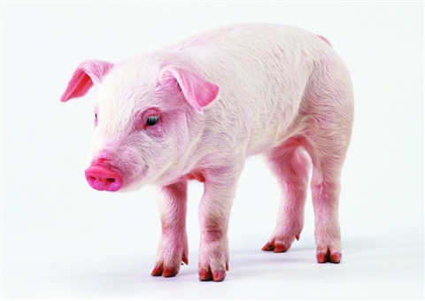 仔猪掉队消瘦炸毛怎么办,仔猪闹栏怎么解决