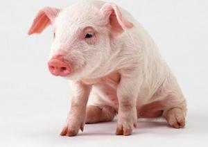 仔猪掉队消瘦炸毛怎么办,仔猪闹栏怎么解决