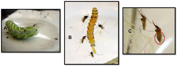 蚊子那么讨厌为什么不灭绝,蚊子那么多怎样处理呢