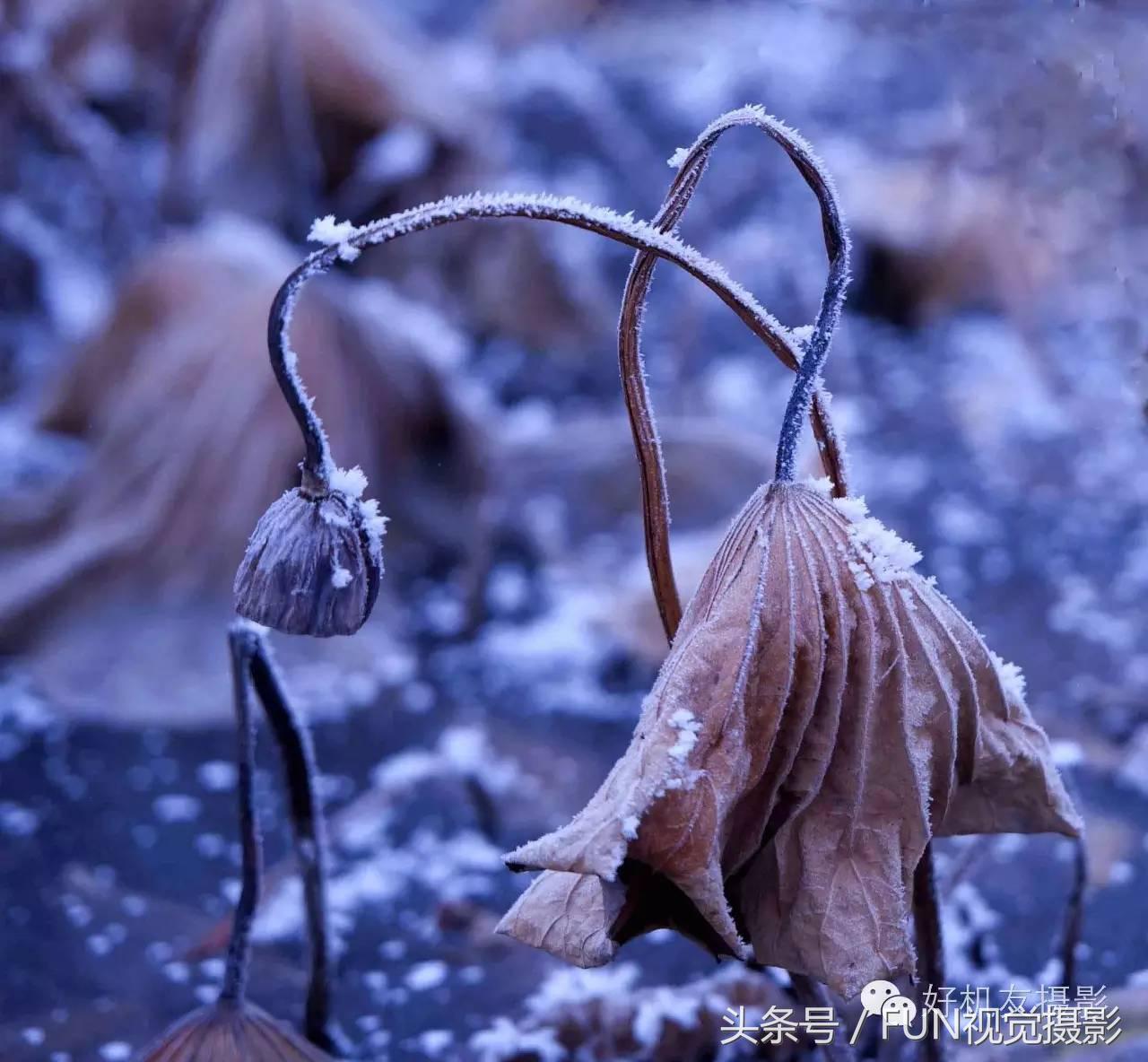 花卉创意摄影作品欣赏,花卉创意摄影十个技巧是什么