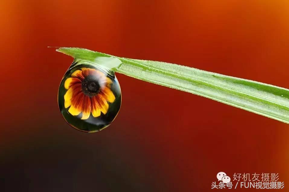 花卉创意摄影作品欣赏,花卉创意摄影十个技巧是什么