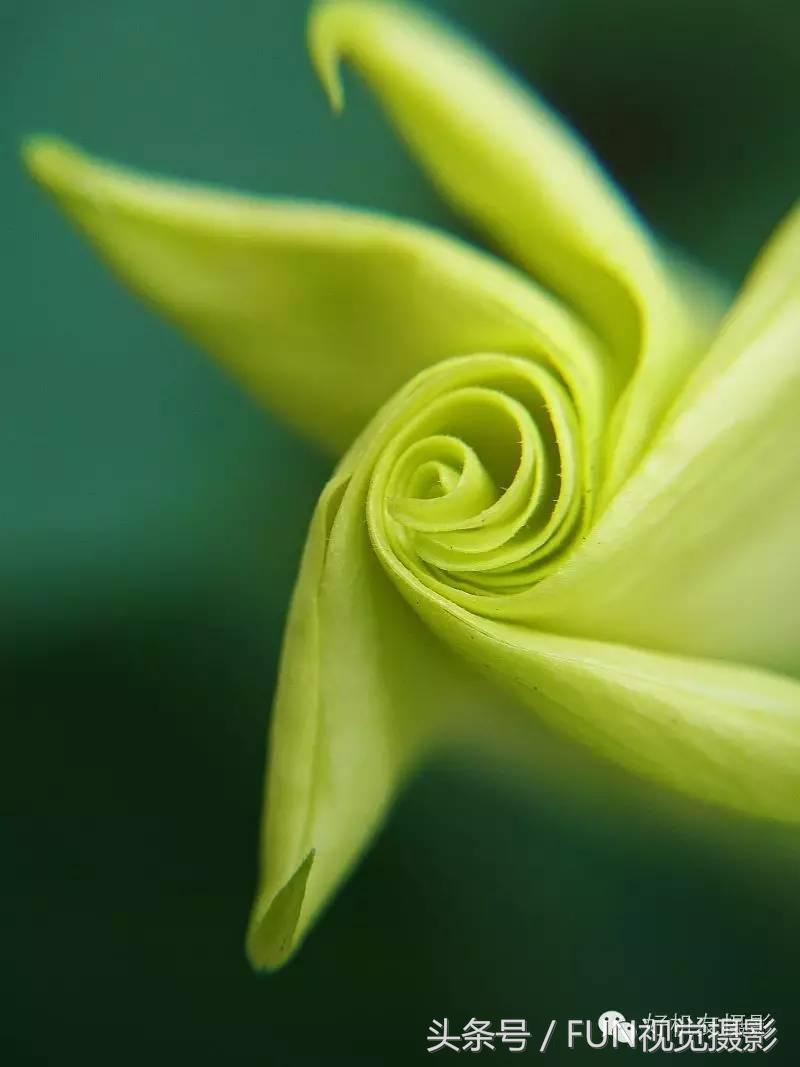 花卉创意摄影作品欣赏,花卉创意摄影十个技巧是什么