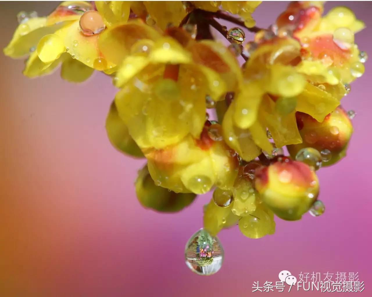 花卉创意摄影作品欣赏,花卉创意摄影十个技巧是什么