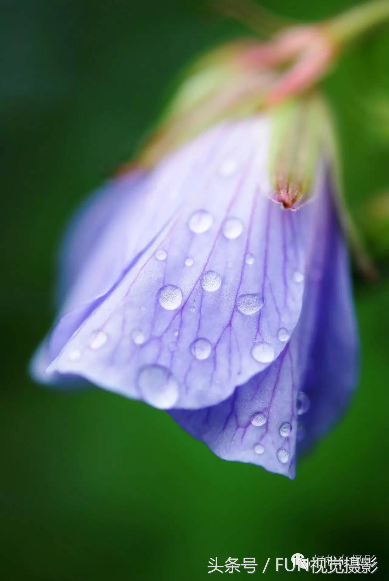 花卉创意摄影作品欣赏,花卉创意摄影十个技巧是什么