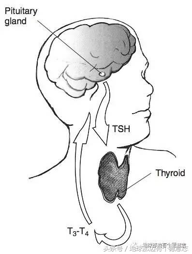 咪私料|我的德国育儿日记:德国孕妇用什么保健品和药品?