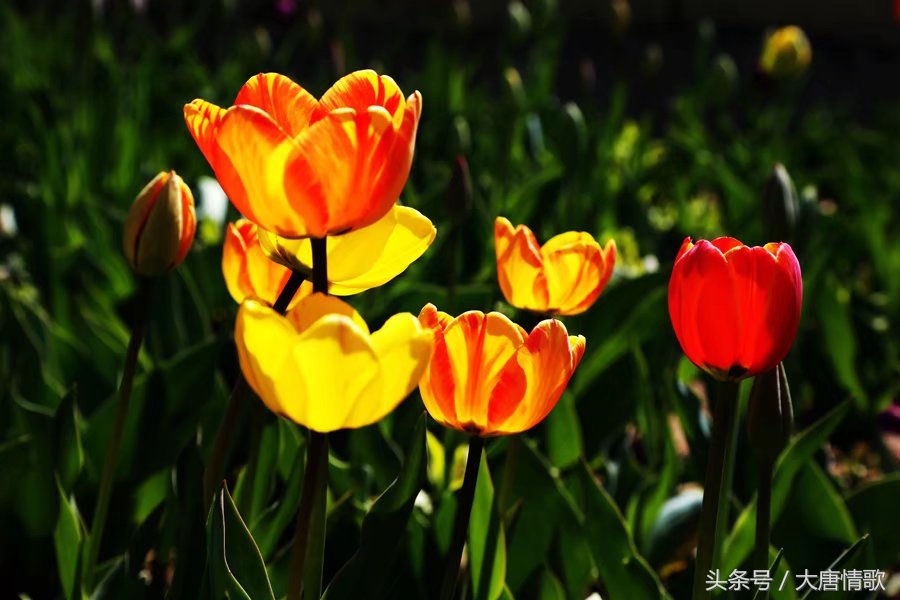 郁金香盛开的美丽,郁金香绽放在波斯湾上空