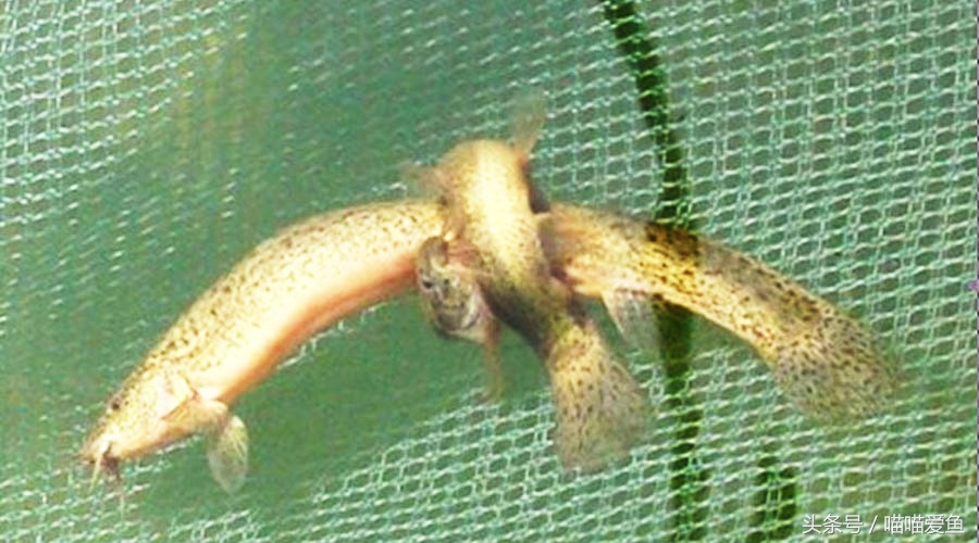 泥鳅苗人工孵化技术全过程,泥鳅人工繁殖打什么针