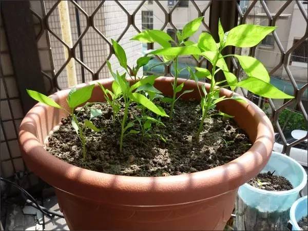 菜盆阳台种辣椒,菜市场辣椒里的种子能种吗