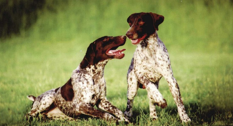 犬属德国刚毛波音达犬,和波音达犬相似的犬