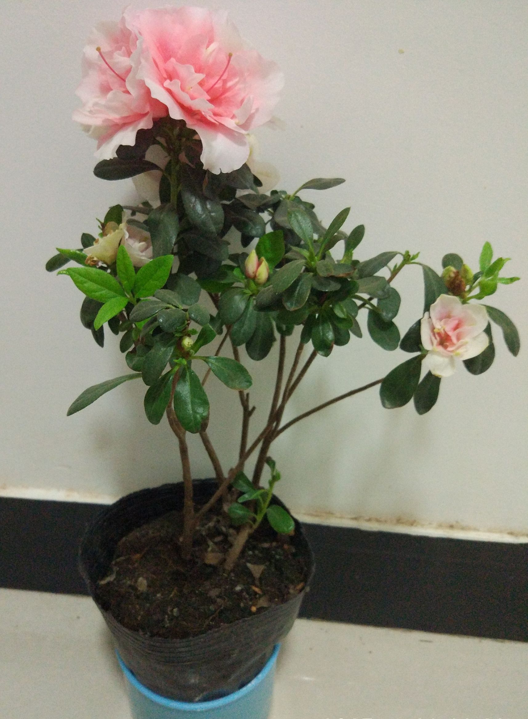 杜鹃叶子全部枯死了还能活过来吗,小叶杜鹃部分小枝叶枯死如何挽救