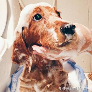 金毛犬的习性和可爱之处,或许你真不知道为什么养狗