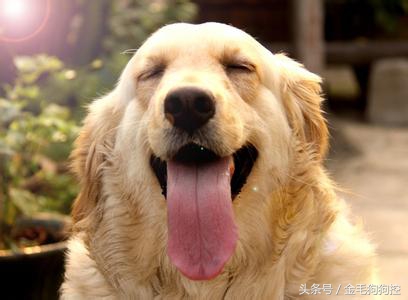金毛犬的习性和可爱之处,或许你真不知道为什么养狗