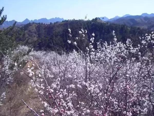 莫负春光辽宁赏花踏青攻略来了,辽宁最美十大花海