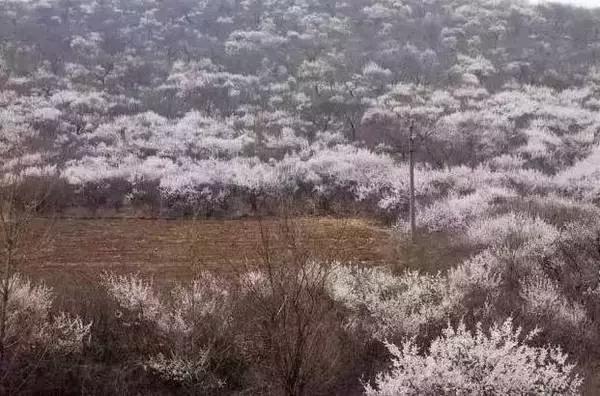 莫负春光辽宁赏花踏青攻略来了,辽宁最美十大花海