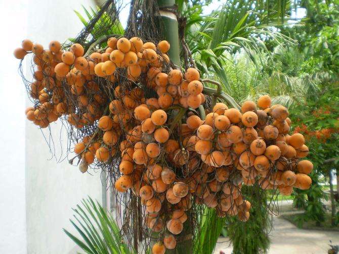 西双版纳民族风情园门票多少钱,西双版纳民族风情园在景洪市内吗