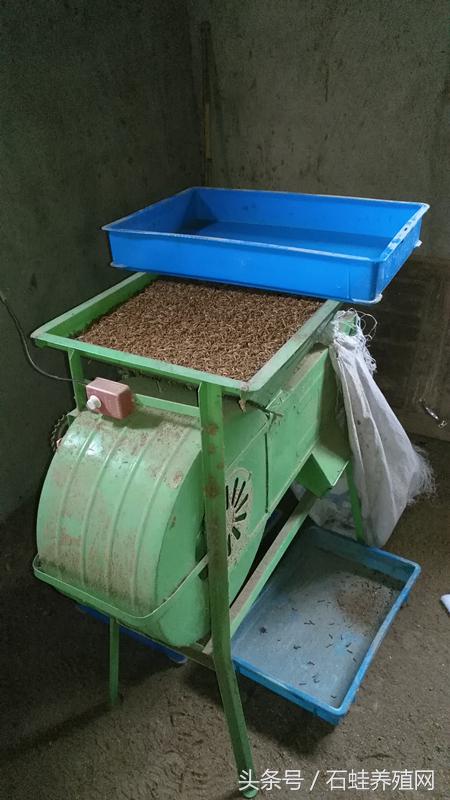 石蛙养殖创业,石蛙养殖成功典型案例